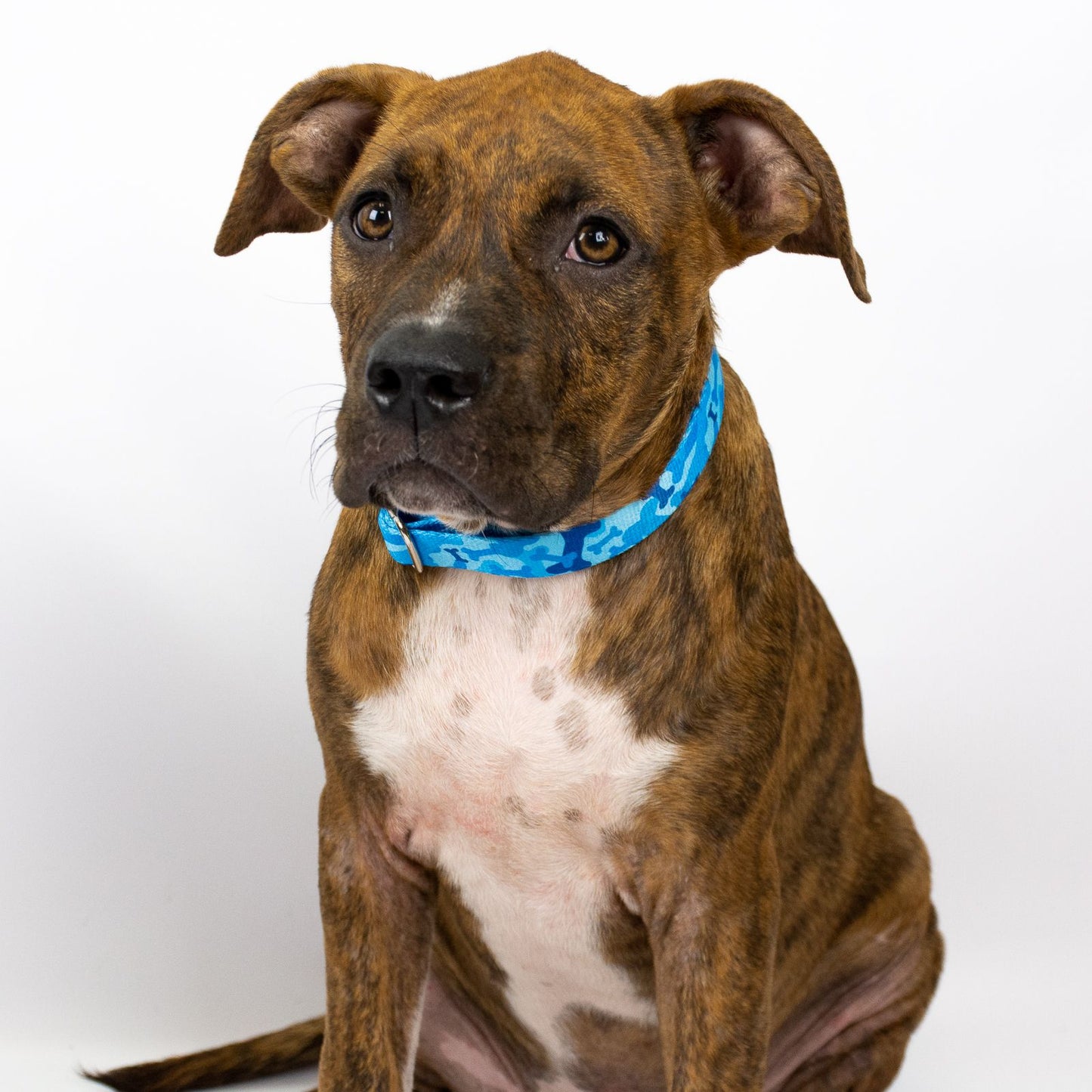 Camouflage LED Dog Collar